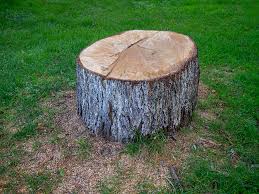 Trusted Glasgow, KY Tree Care Experts
