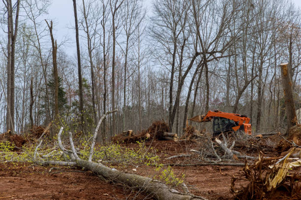 Trusted Glasgow, KY Tree Care Experts